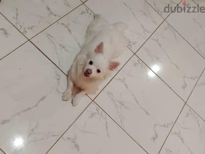 للتبني