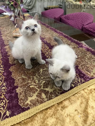 British shorthair cat