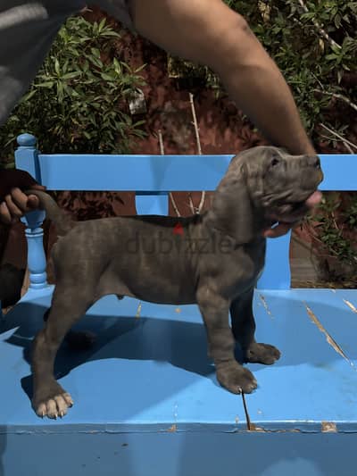 Cane corso dog from italy