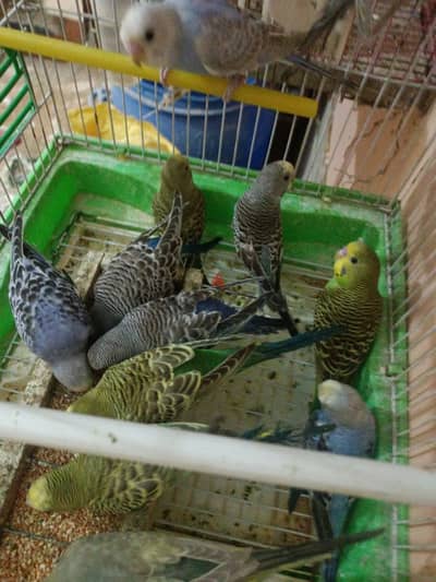 استرالى شباب 80ج