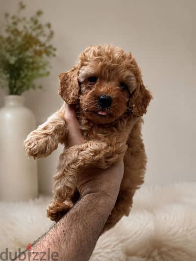 Poodle puppies