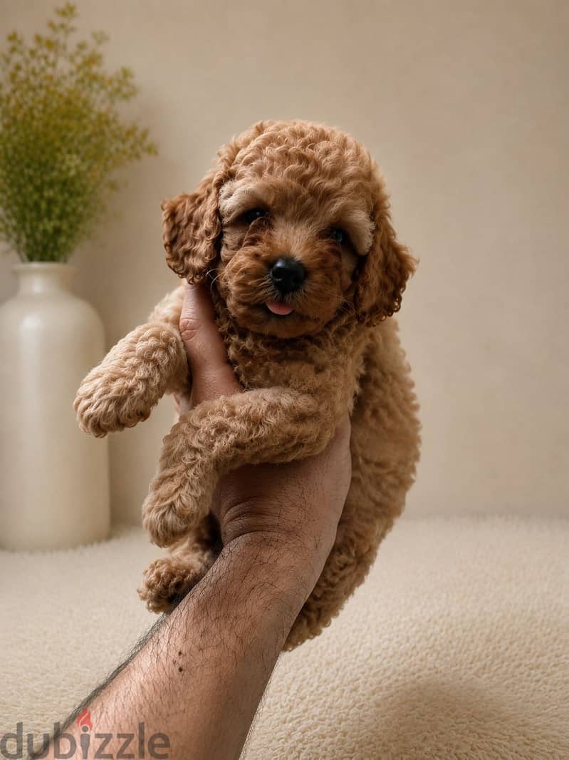 Poodle puppies 1