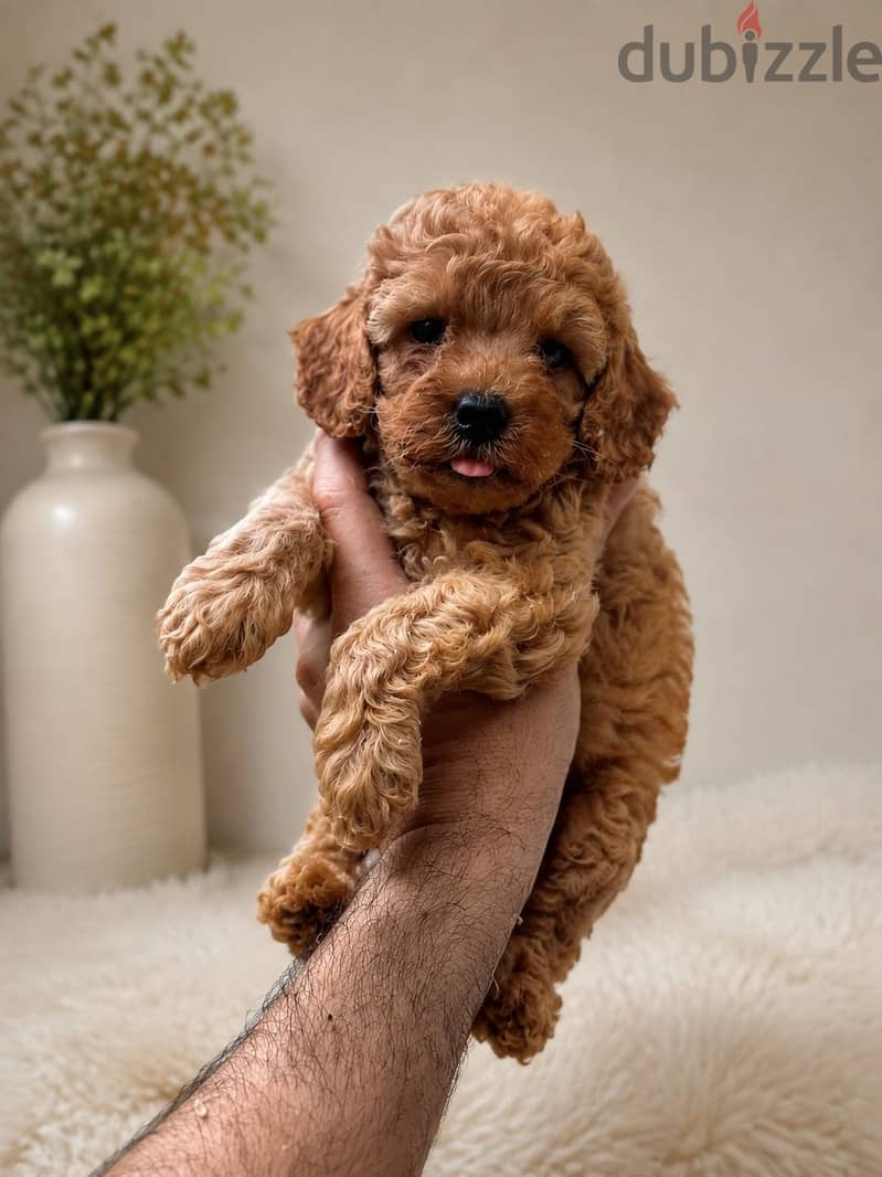 Poodle puppies 2