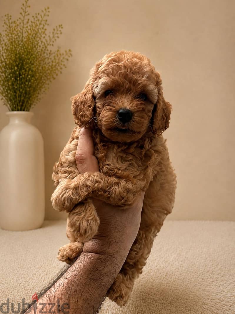 Poodle puppies 3