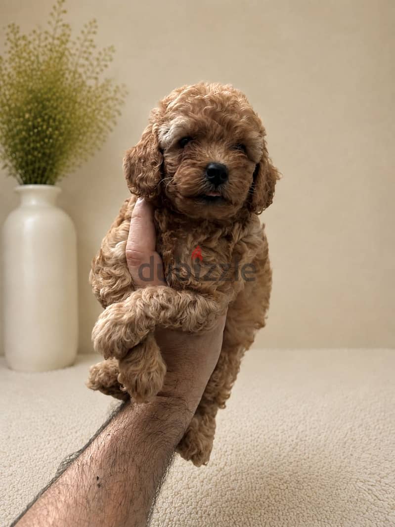 Poodle puppies 4