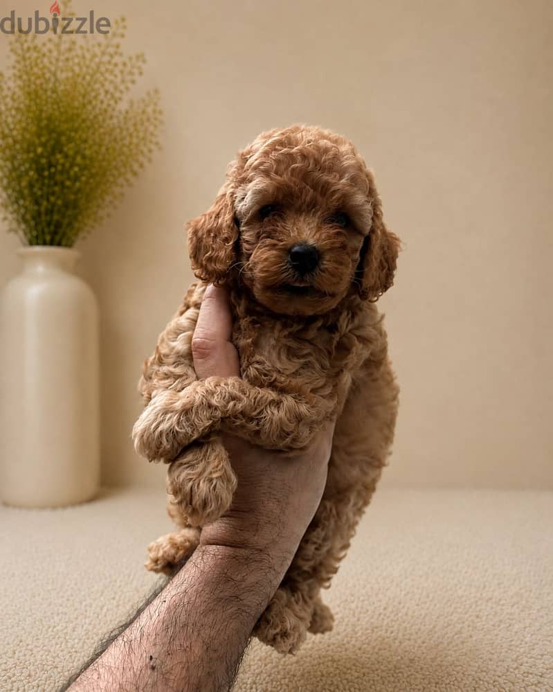 Poodle puppies 5