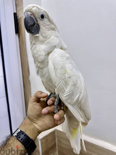 كوكاتو امبريلا تفريخ مصري