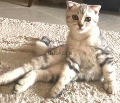 سكوتش فولد