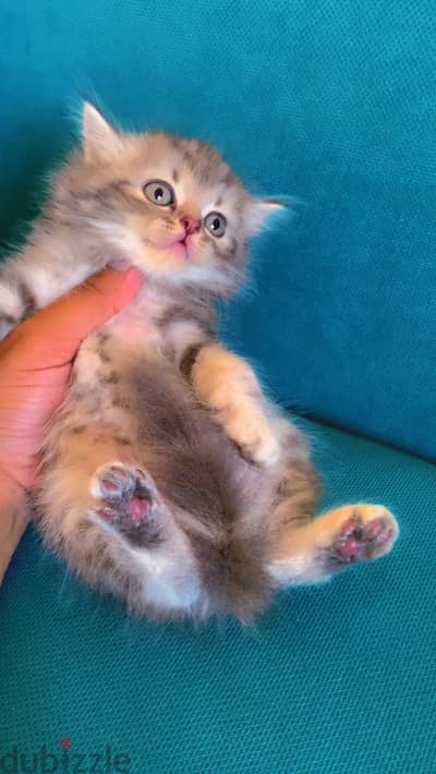Persian female