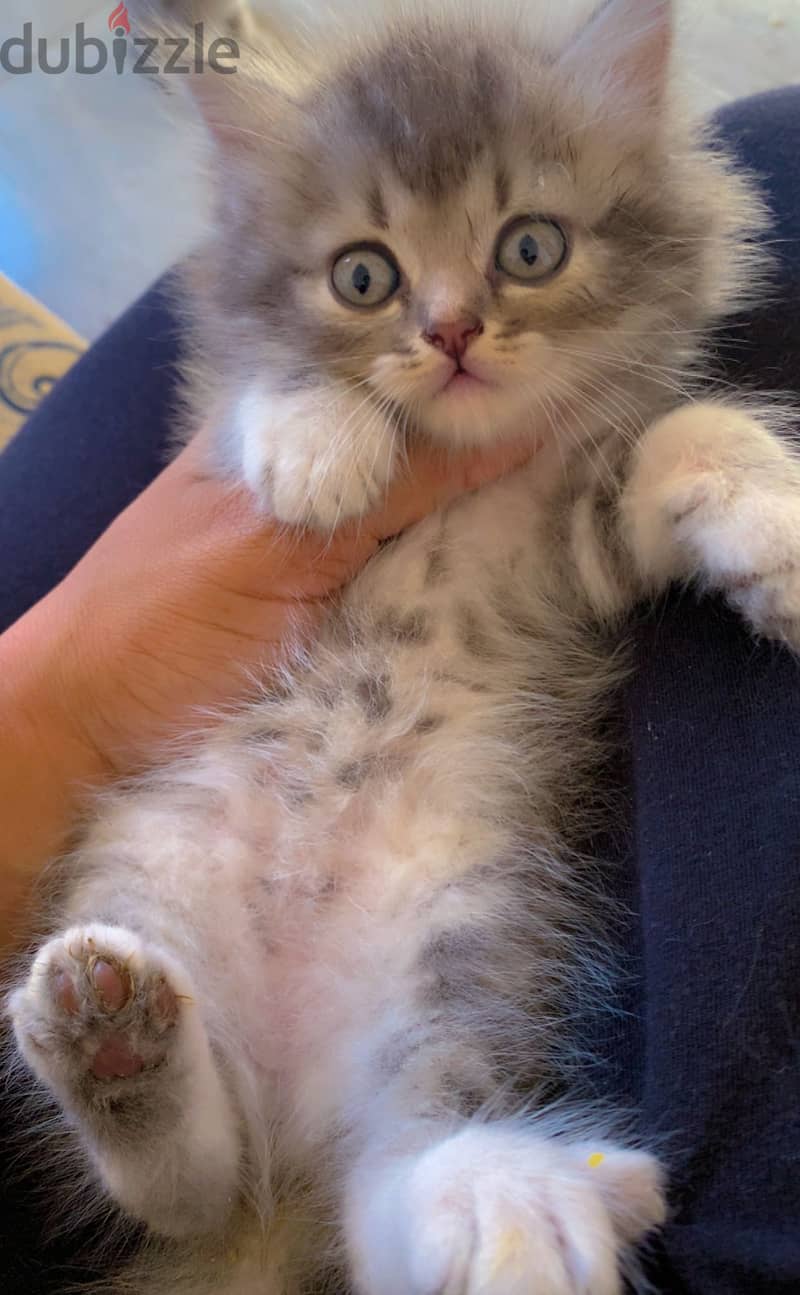 Persian female 1