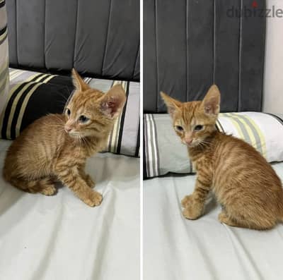 3 months old rescued kitten for Adoption