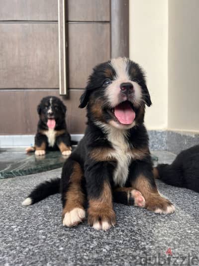 Brenese mountain puppies