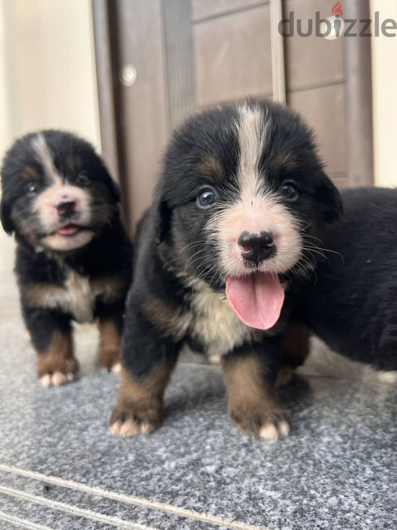 Brenese mountain puppies 1