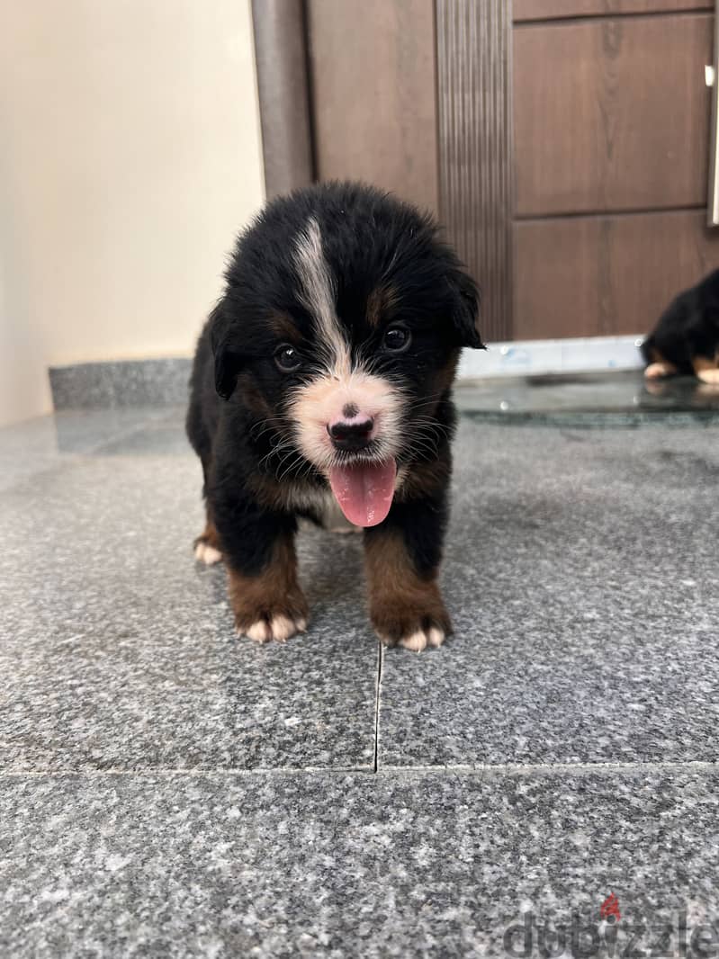 Brenese mountain puppies 2