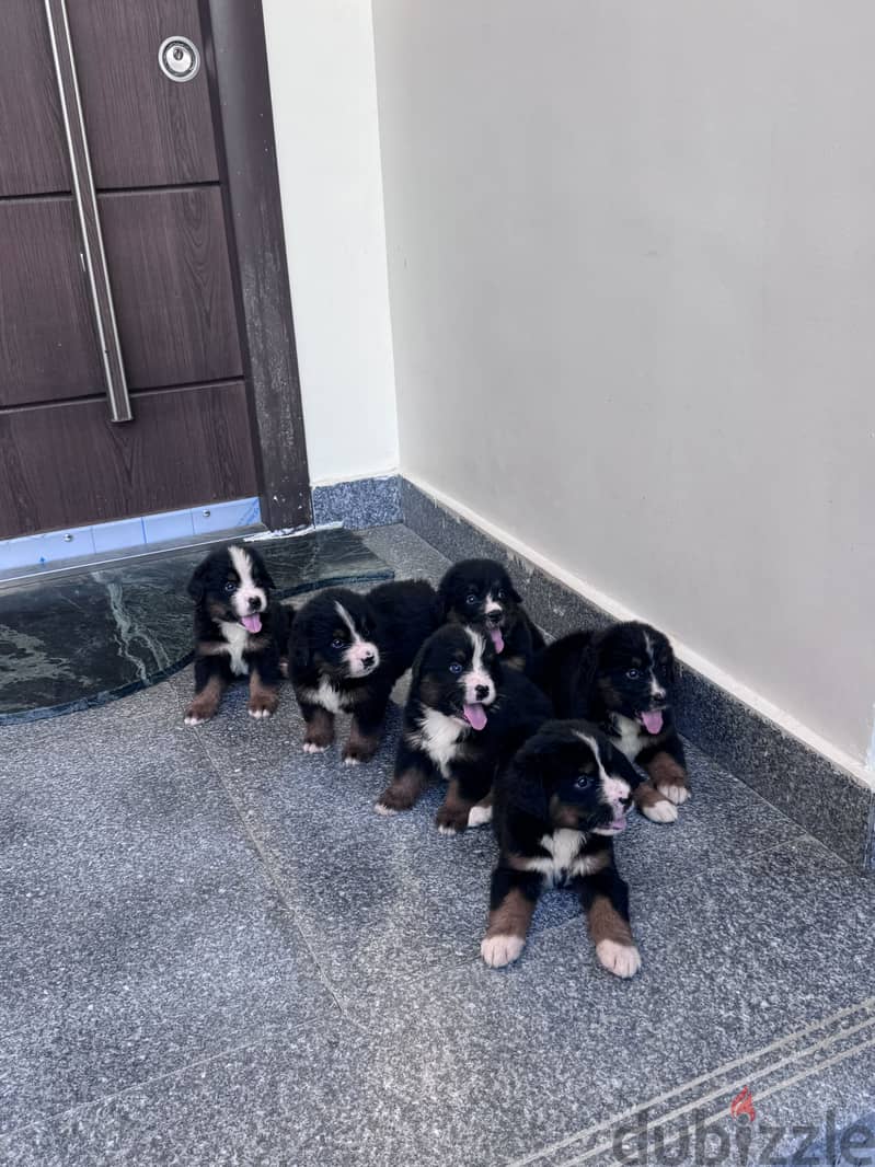 Brenese mountain puppies 3