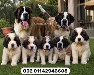 مجموعة كلاب (سانت برنارد) كبار وجراوي . . saint bernard
