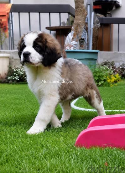 مجموعة كلاب (سانت برنارد) كبار وجراوي . . saint bernard