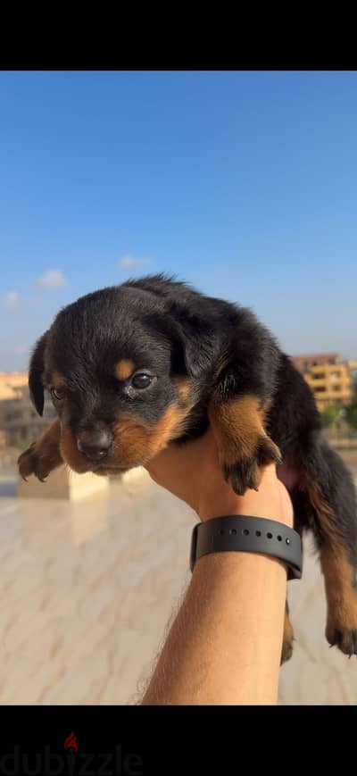 3 German Rottweiler للبيع بيور 3 German Rottweiler للبيع بيور