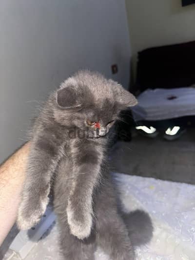 قط شهرين للبيع