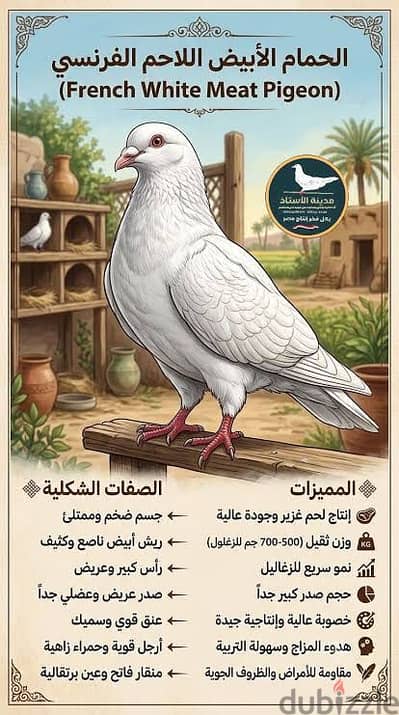 للبيع: جوز حمام لاحم فرنسي بيور (جامبو) - إنتاج غزير وصحة ممتازة
