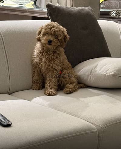 Toy poodle for sale!