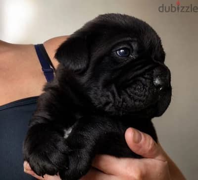 Cane corso puppy boy from Russia