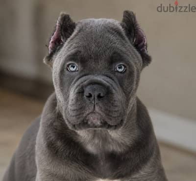 Cane corso puppy female from Russia