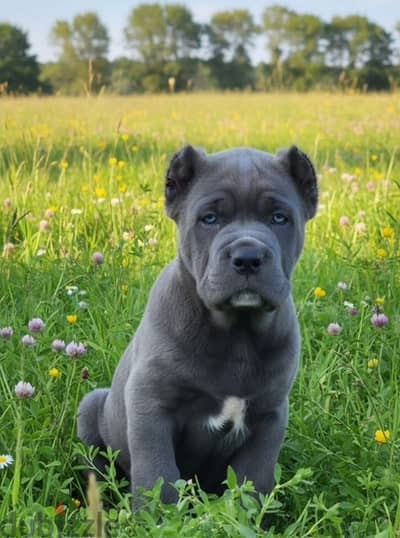 Cane corso puppy female from Russia
