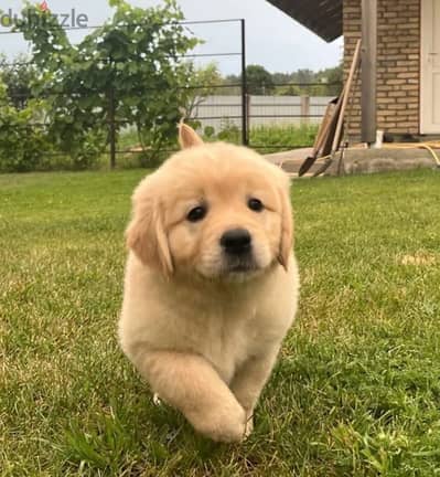 Golden retriever puppy female from Russia