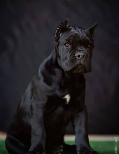 Cane corso puppy male from Russia