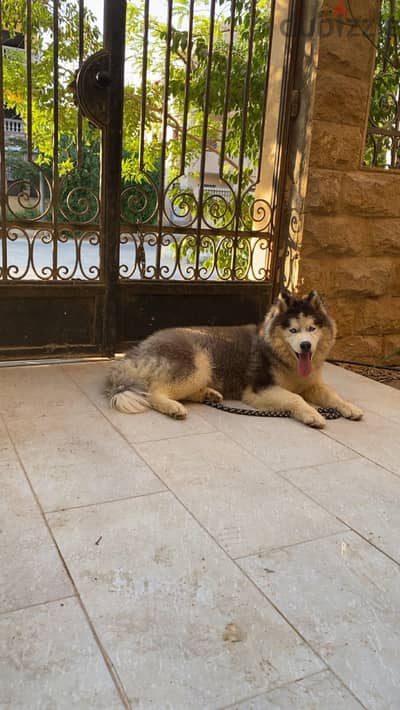 هاسكي للبيع/husky for sale