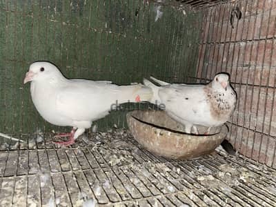 قص شفال بالضمان  ب عياله
