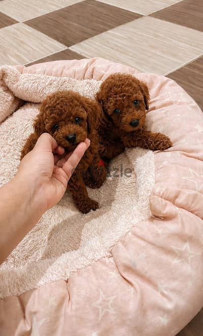 poodle puppy's