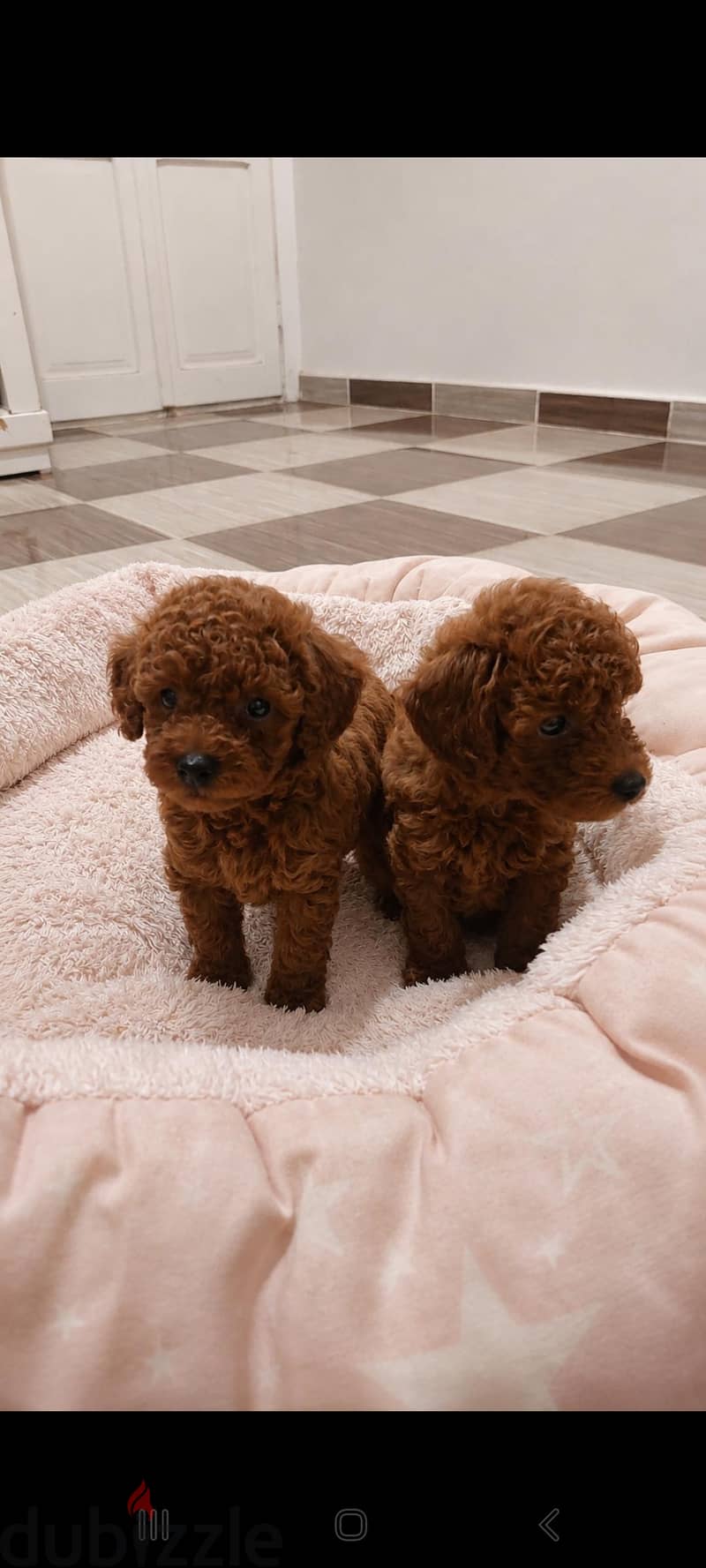 poodle puppy's 1