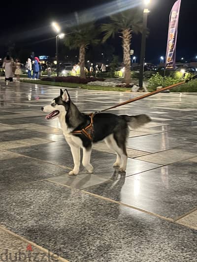 Pure husky 4 months