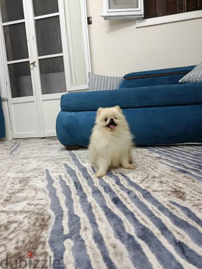 بنوته بومارينين