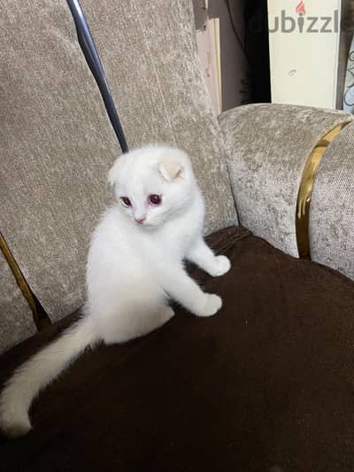 Male scotch fold ns11