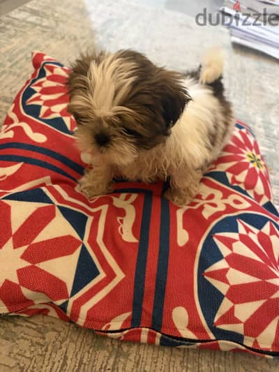 Dog for sale