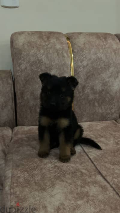45 days old pure workline German