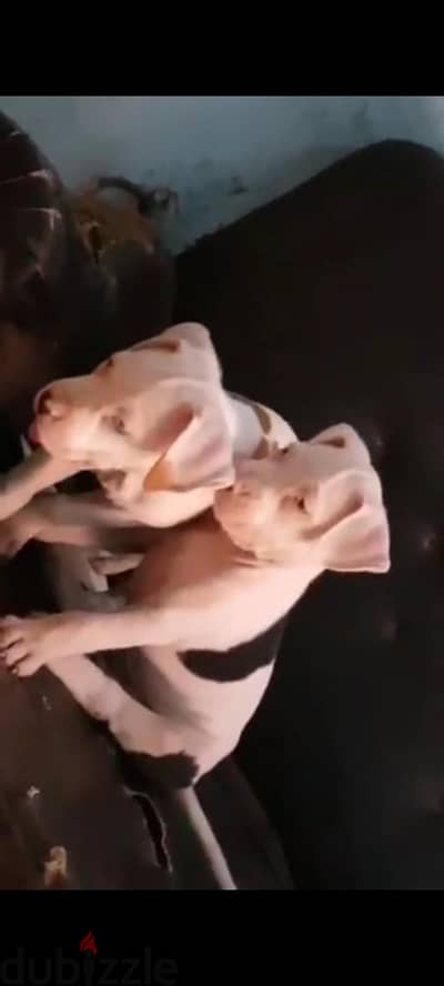 جروين دكر ونتايه
