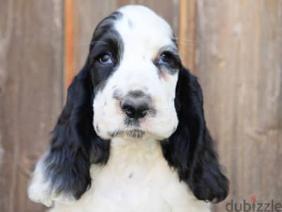 Make 55 days old imported with microchip and pedigree top quality