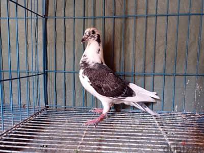 قصين زغاليل حمام زاجل چان اردن وفندرويجن
