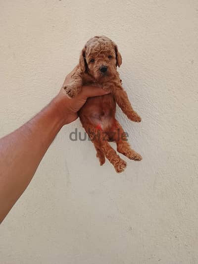 Toy poodle puppies