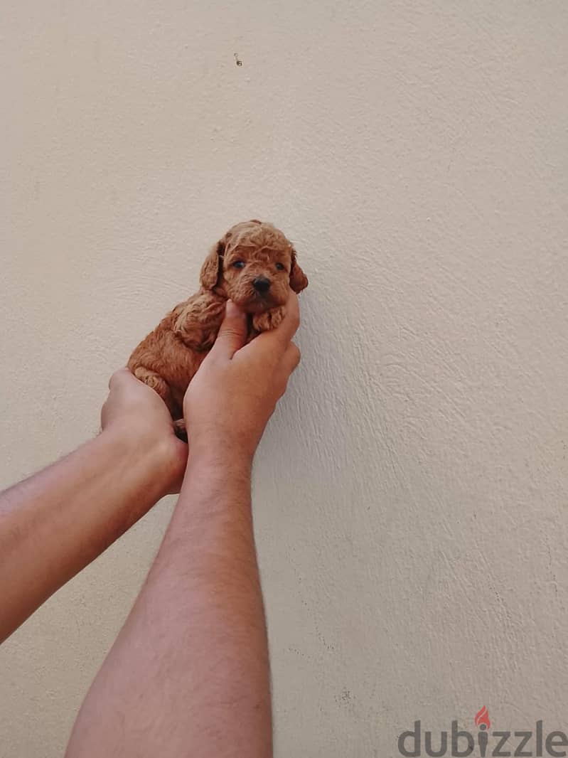 Toy poodle puppies 1