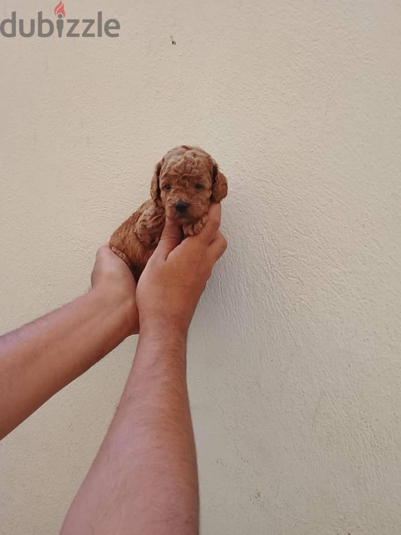 Toy poodle puppies 2