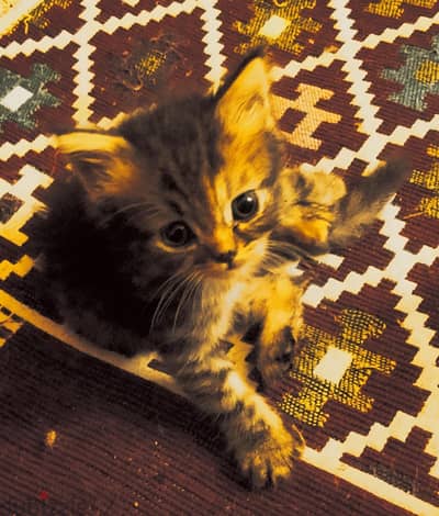 بيع قطه شيرازي