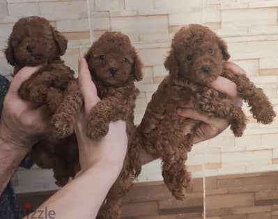 Male toy poodle
