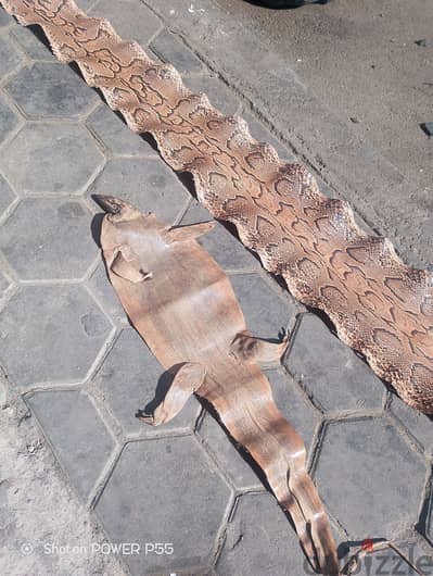 جلد اصلة طبيعى 3متر وسحلية كاملة متر
