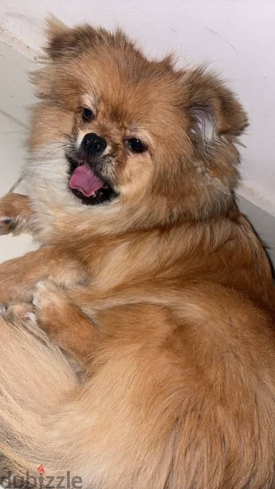pomeranian