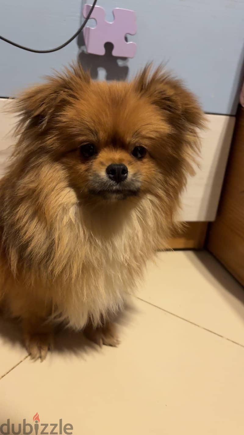 pomeranian 1